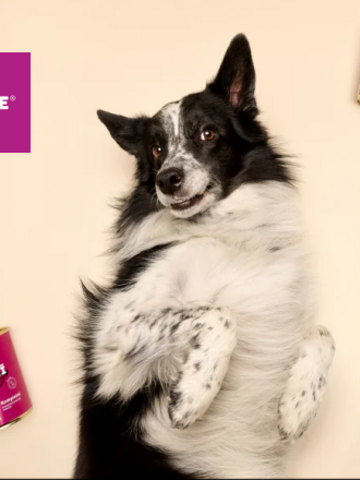 Louie Case study: Keď prémiové krmivo stretne prémiovú platformu