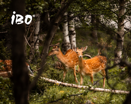 IBO | Case Study